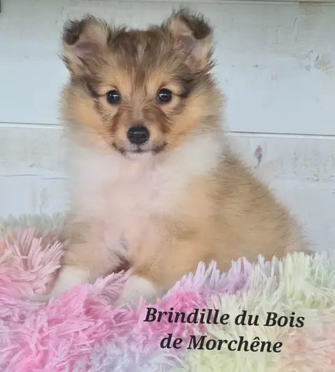 Shetland Sheepdog  Brindille Du Bois De Morchène