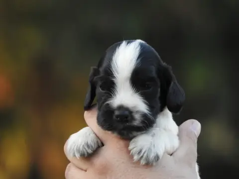 Cocker Spaniel Anglais 
                        Chiot 7c284