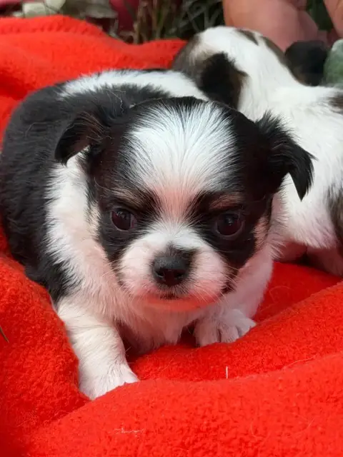 Chihuahua  Chiot N°1 Du Moulin De Madjurie