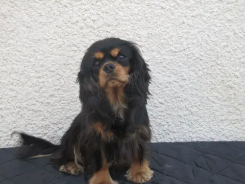 Cavalier King Charles Spaniel  Chiot 2 Du Puits Des S 3b8d3 photo 2
