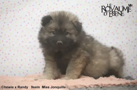 Eurasier  Jonquille Du Royaume D'Ebène photo 2