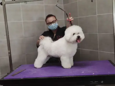 Bichon Frise  Bakara Du Royaume Des Joyeux Tenerife D eaea1 photo 2