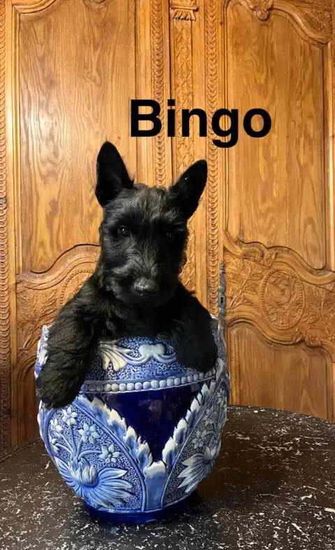 Scottish Terrier  Chiot N°1 Du Clos Des Dolls