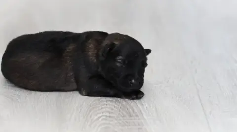 Berger Allemand  Chiot N°3 Au Royaume D'Une Nuit Etoi 2d1dd photo 2
