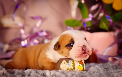 Bulldog Anglais  Born To Be Cute De La Lune Sombre photo 3