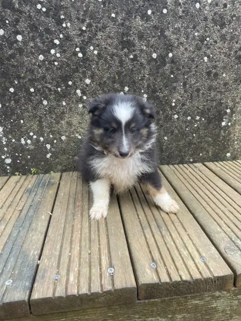Shetland Sheepdog  Chiot 1 De La Foret Noir Et Feu