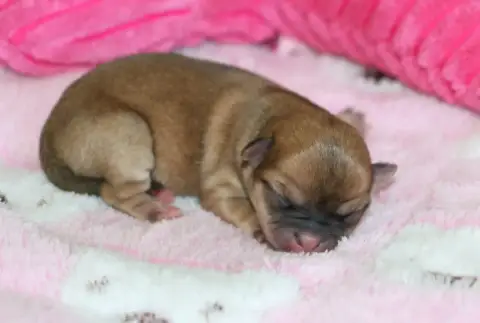 Chihuahua  Chiot N°1 Voxel Ux