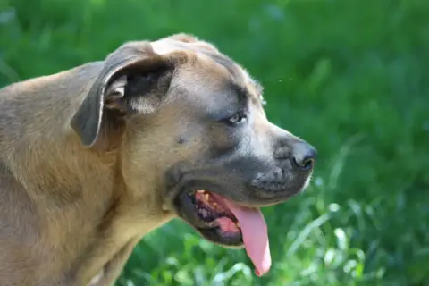 Cane Corso  Balto Des Gardiens De Lennantony photo 3