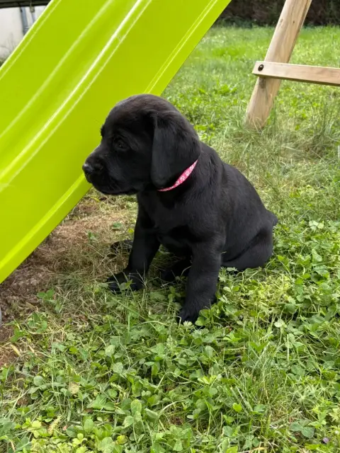 Labrador Retriever  Chiot N°7 Angelcraft photo 2