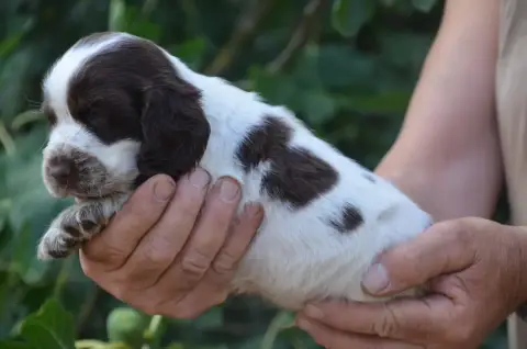 Cocker Spaniel Anglais  Chiot N°3 De La Foret Des Rev 084d8 photo 3