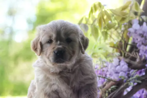 Golden Retriever  Collier Bleu Diamond Dawn