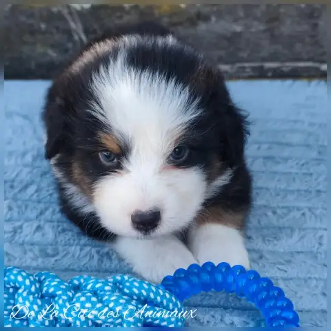 Berger Australien  Baby Blue De La Cité Des Animaux be25a photo 2
