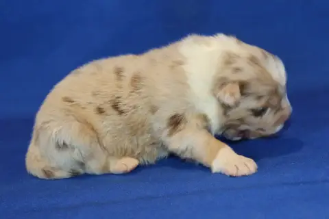 Berger Australien  Chiot N°2 Du Domaine De La Canurie 4a8fe photo 2