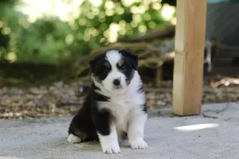 Berger Australien  Chiot N°6 Des Canailles De La Berg 4bdba