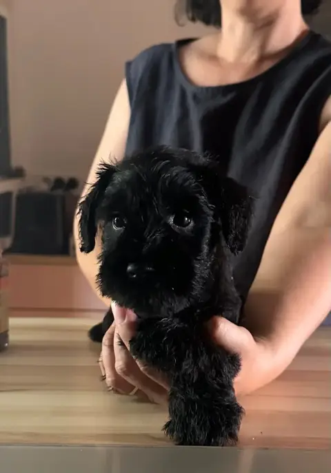Schnauzer Miniature  Chiot 5 De Tierra Lemi photo 2