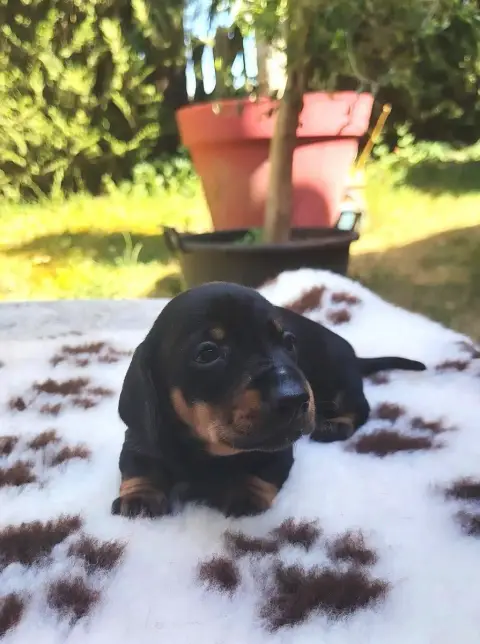 Teckel Poil Ras  Boston Des Merveilles De Juliette photo 3