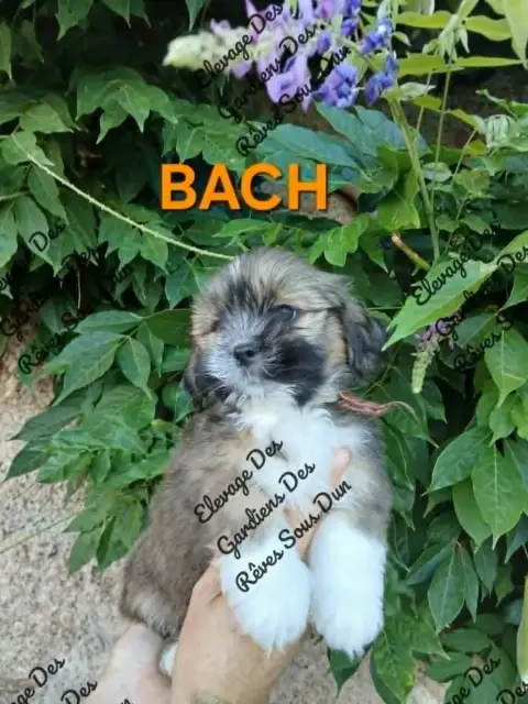 Lhassa Apso  Bach Des Gardiens Des Reves Sous Dun