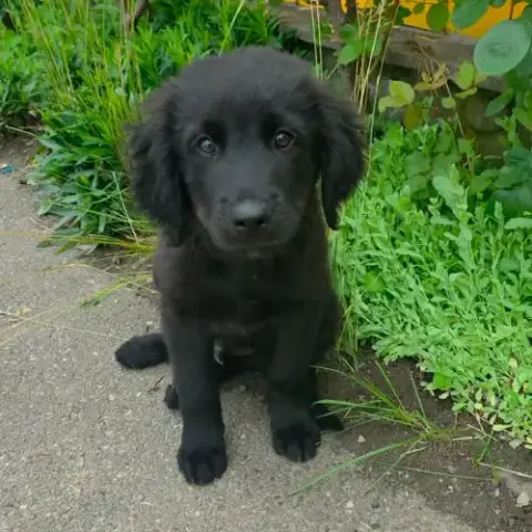 Flash Le Gros Bebe