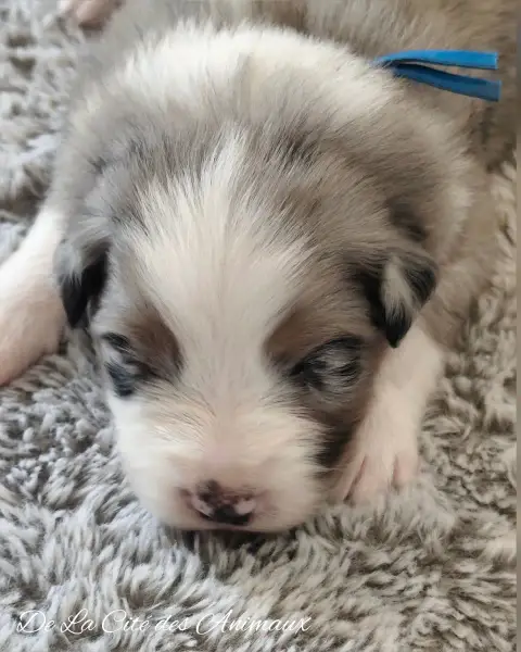 Berger Australien  Chiot 5 / Collier Bleu De La Cité  cd964