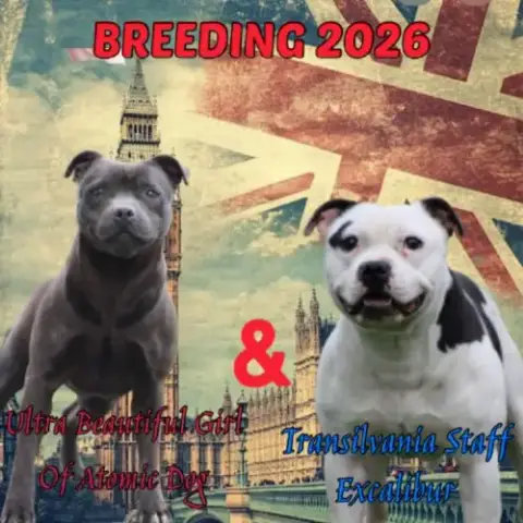 Chiots Staffie Lof