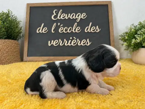Cavalier King Charles Spaniel  Chiot N°4 De L'École D f11bf