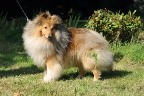 Shetland Sheepdog  Brisca Des Terres Celtes Enchantée 8f615 photo 3