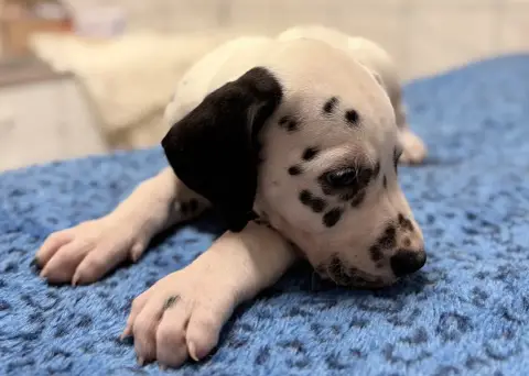 Dalmatien  Chiot N°7 Valma'S Signature photo 2