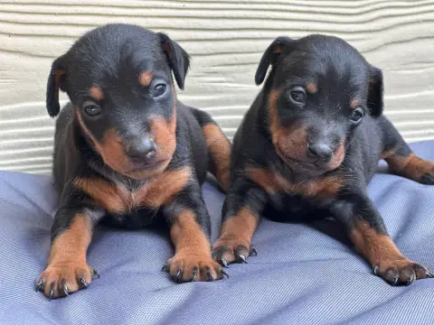 Pinscher Nain  Chiot N°1 Du Moulin De Madjurie