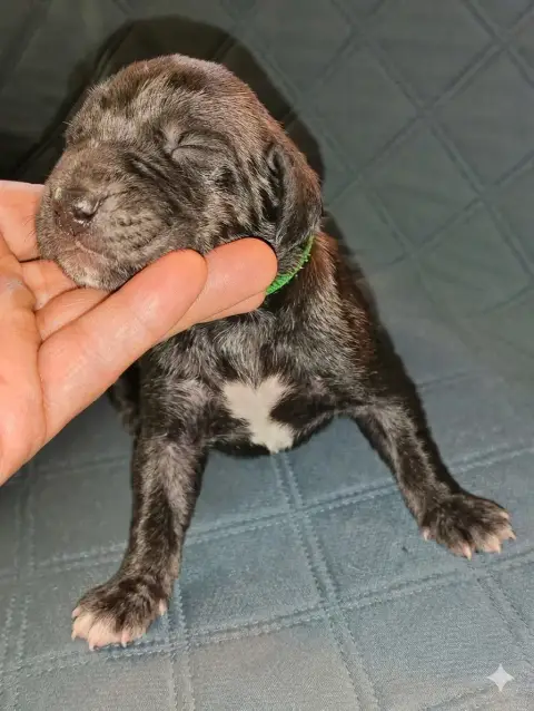 Dogue Allemand  Chiot N°2 Des Terres Du Grazo