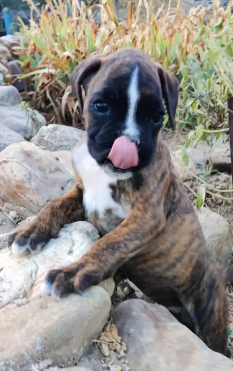 Adopter Boxer 
                        Britney Des Felicuncan 13806