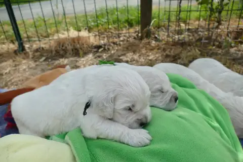 Golden Retriever  Chiot 5 De La Plaine Des Peupliers 0aba2