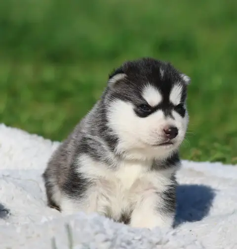 Siberian Husky  Black Penni De Daybreak Northern