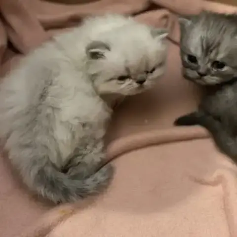 Chatons Persans À Réserver