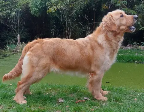 Golden Retriever photo 3