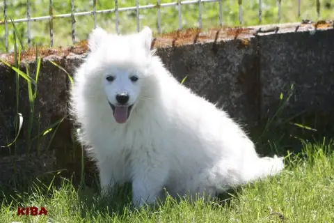 Spitz Japonais  Chiot Collier Turquoise- photo 2