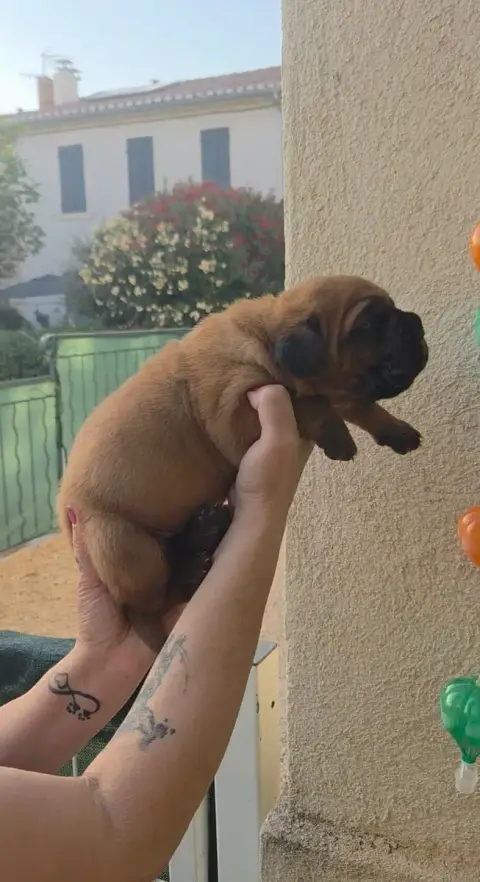 Dogue De Bordeaux 
                        Chiot N°1  91faf photo 3