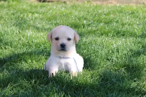 Labrador Retriever  Collier Bleu Foncé Of The Little  3a8e3 photo 2