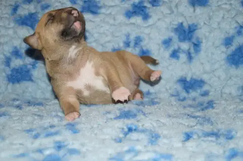 Bull Terrier Miniature  Chiot 1 Du Trésor Des Mines 7ada2 photo 3