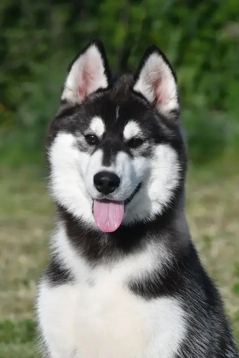 Siberian Husky  Arctic Boreal De La Source Du Montet 7704a