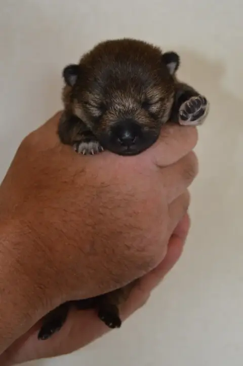 Shiba  Chiot 1 Sumidagawasou photo 3