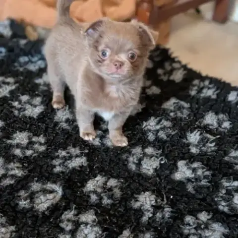 Chiot Chihuahua Poil Long