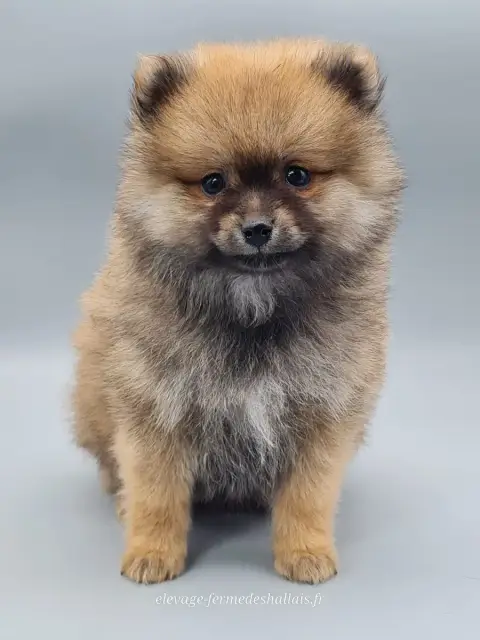 Spitz Allemand  Bambou Du Mont De La Chenaie photo 2