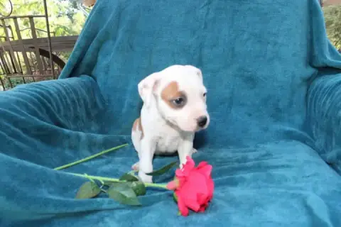 Staffordshire Bull Terrier  Chiot N°2 Des Terres De L db8d9 photo 2