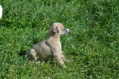 Whippet  Chiot 2 Du Haras Eclair Horside'Whip photo 3