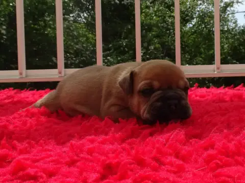 Bulldog Continental  Belmondo Du Mont De L'Aigle photo 3