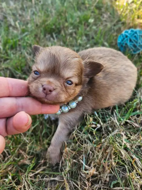 Chihuahua  Chiot N°2 Du Hameau De Selcra