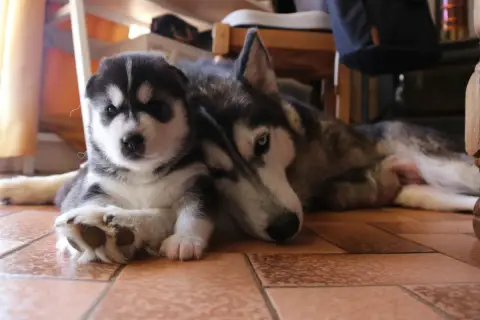 Siberian Husky  Bulma Gold Of Wolf photo 2