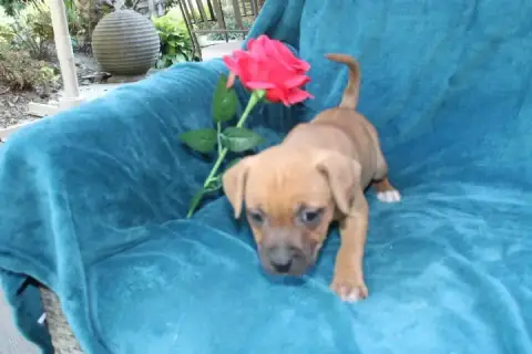 Staffordshire Bull Terrier  Chiot N°5 Des Terres De L 35a21 photo 2