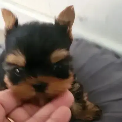 Yorkshire Toy