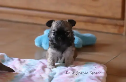 Chihuahua  B... De La Grande Epopée
